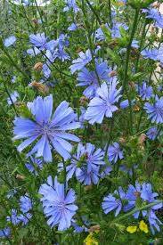 گیاهان دارویی (کاسنی)