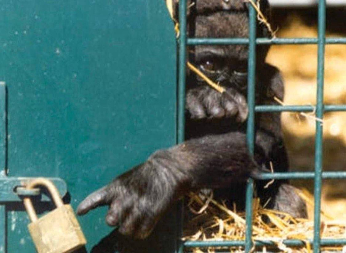 حفاظت از محیط زیست