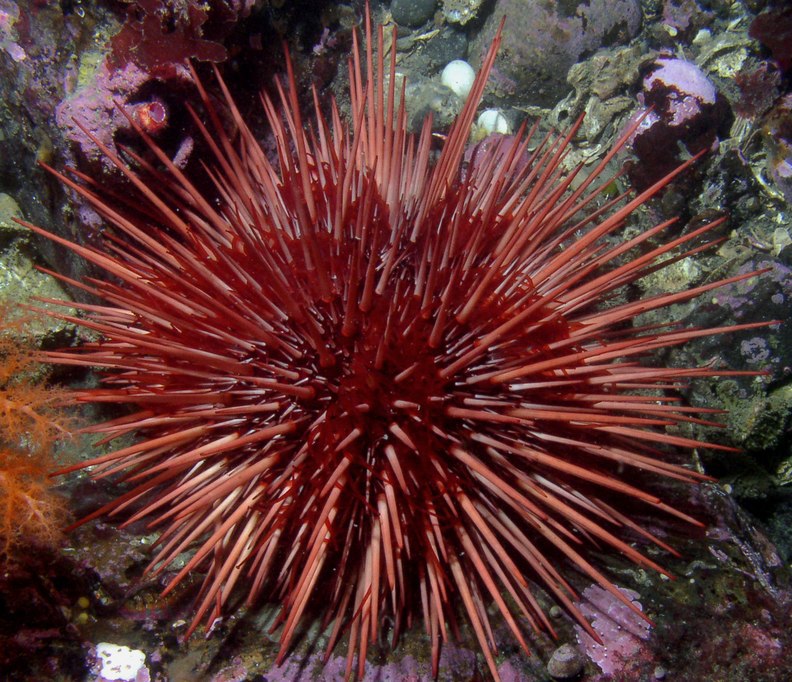 حافظان محیط زیست