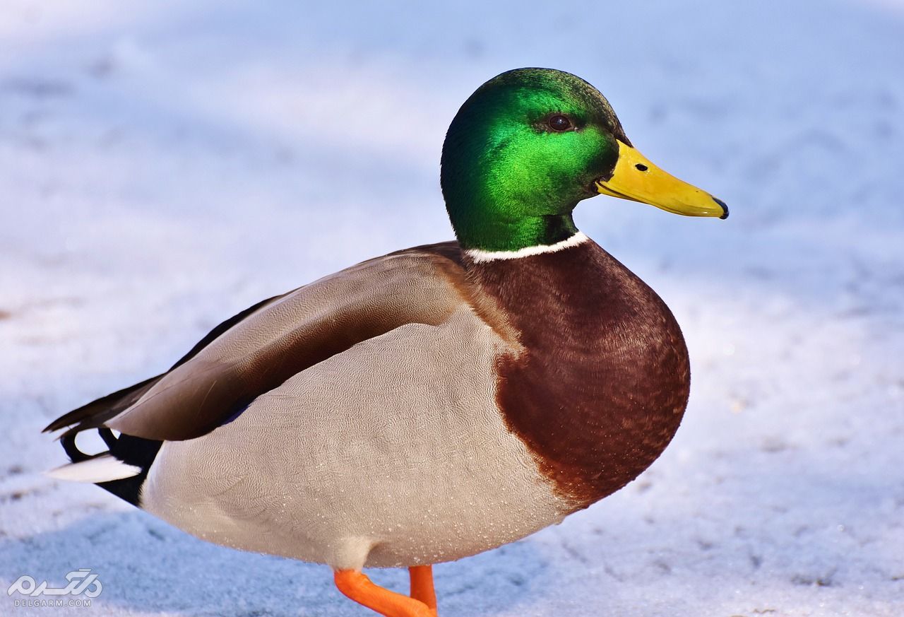 اردک سر سبز