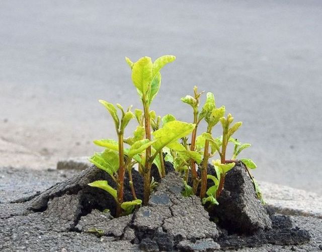 عشق الهی در طبیعت