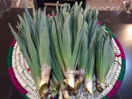 گیاهان دارویی (پیاز کوهی)