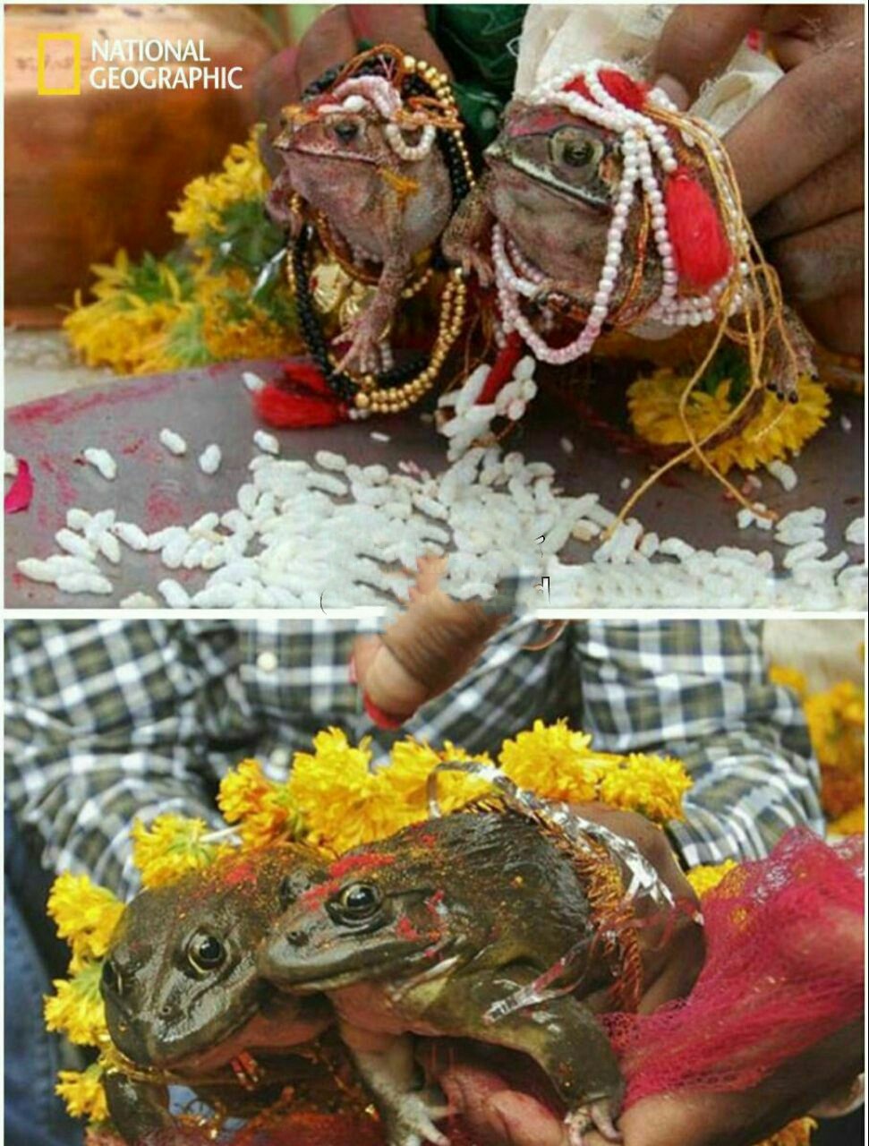 ازدواج بین قورباغه ها