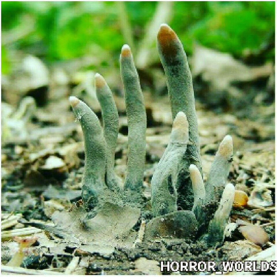 کشنده ترین قارچ جهان