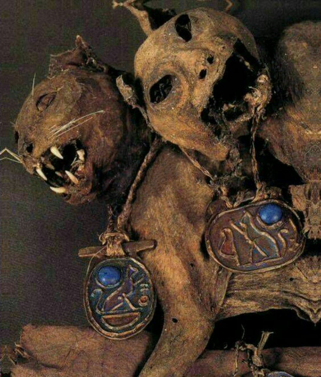 گربه های مومیایی شده