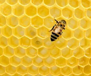 راه تشخیص عسل طبیعی و تقلبی