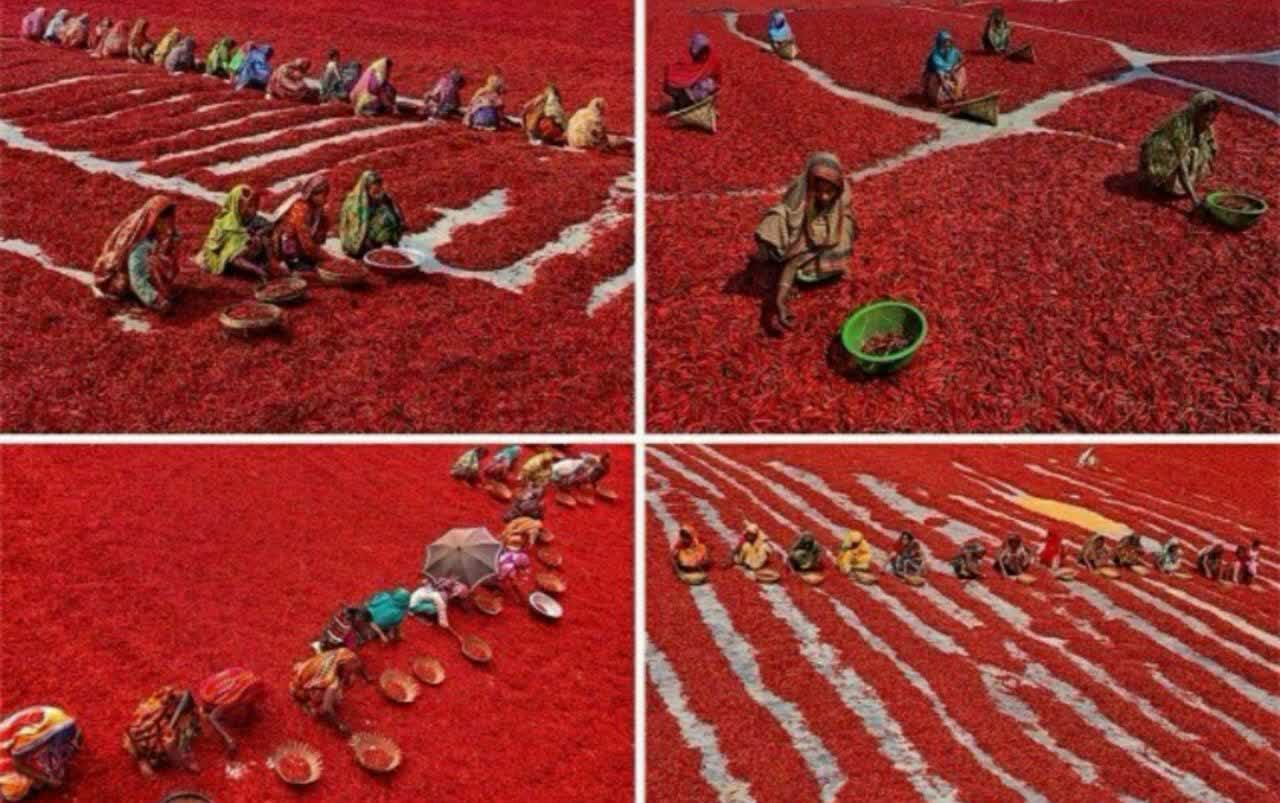 برداشت فلفل قرمز در بنگلادش
