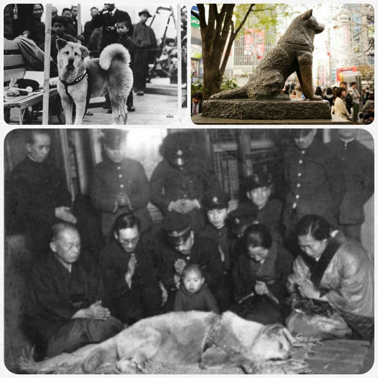 هاچیکو وفادارترین سگ دنیا