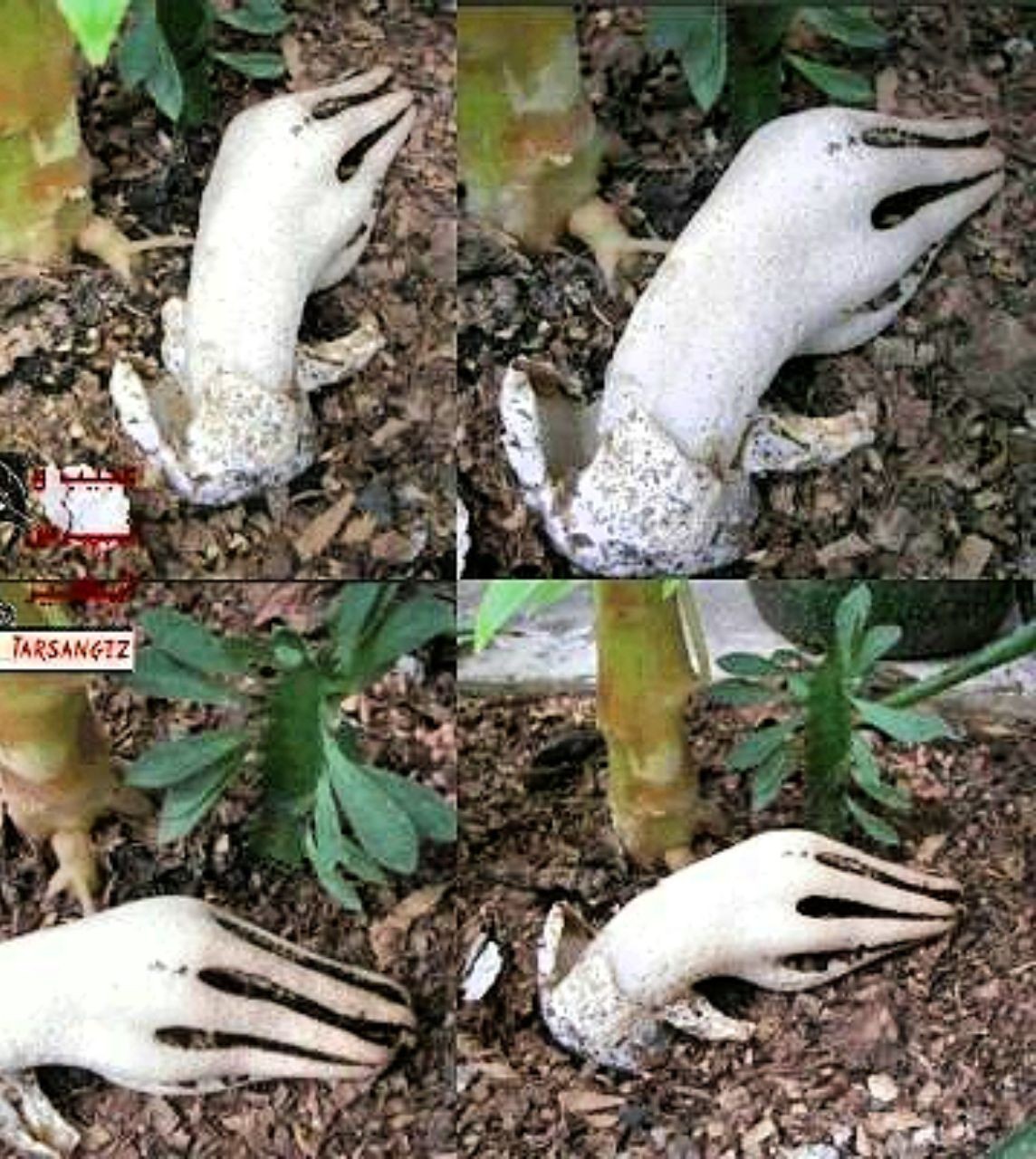 قارچی به نام Clathrus archeri