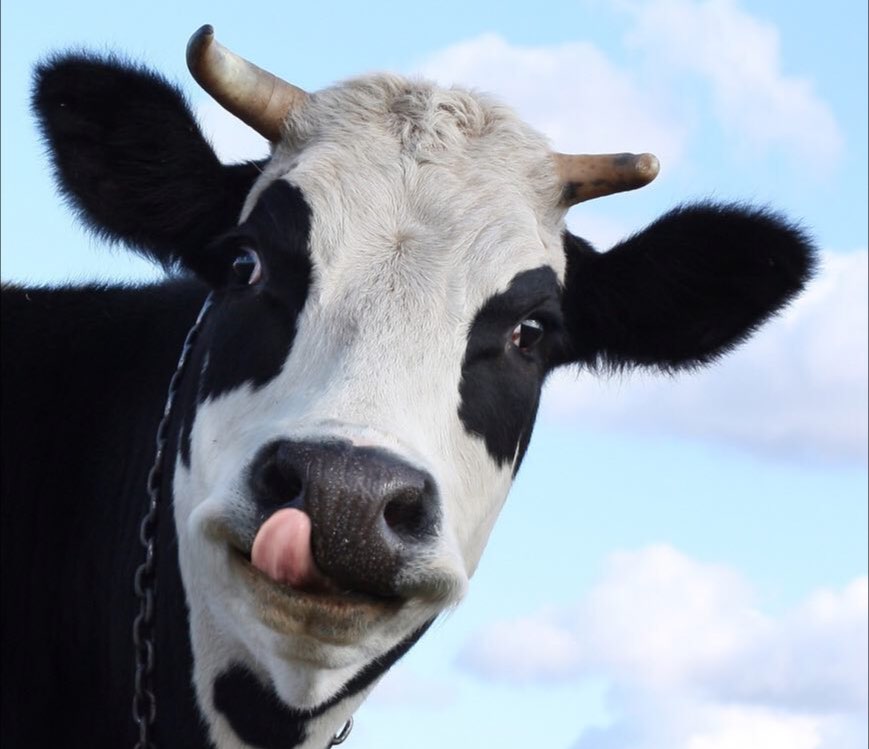 نام گذاشتن برای گاوها