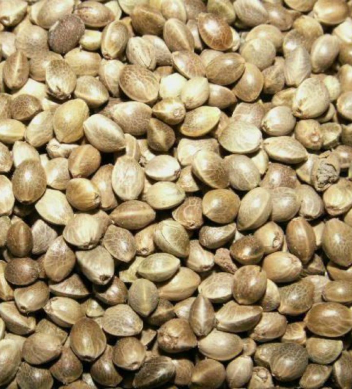 شاهدانه برای لاغری