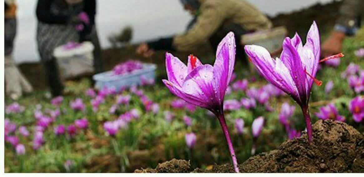 زعفران با ارزش تر از طلا