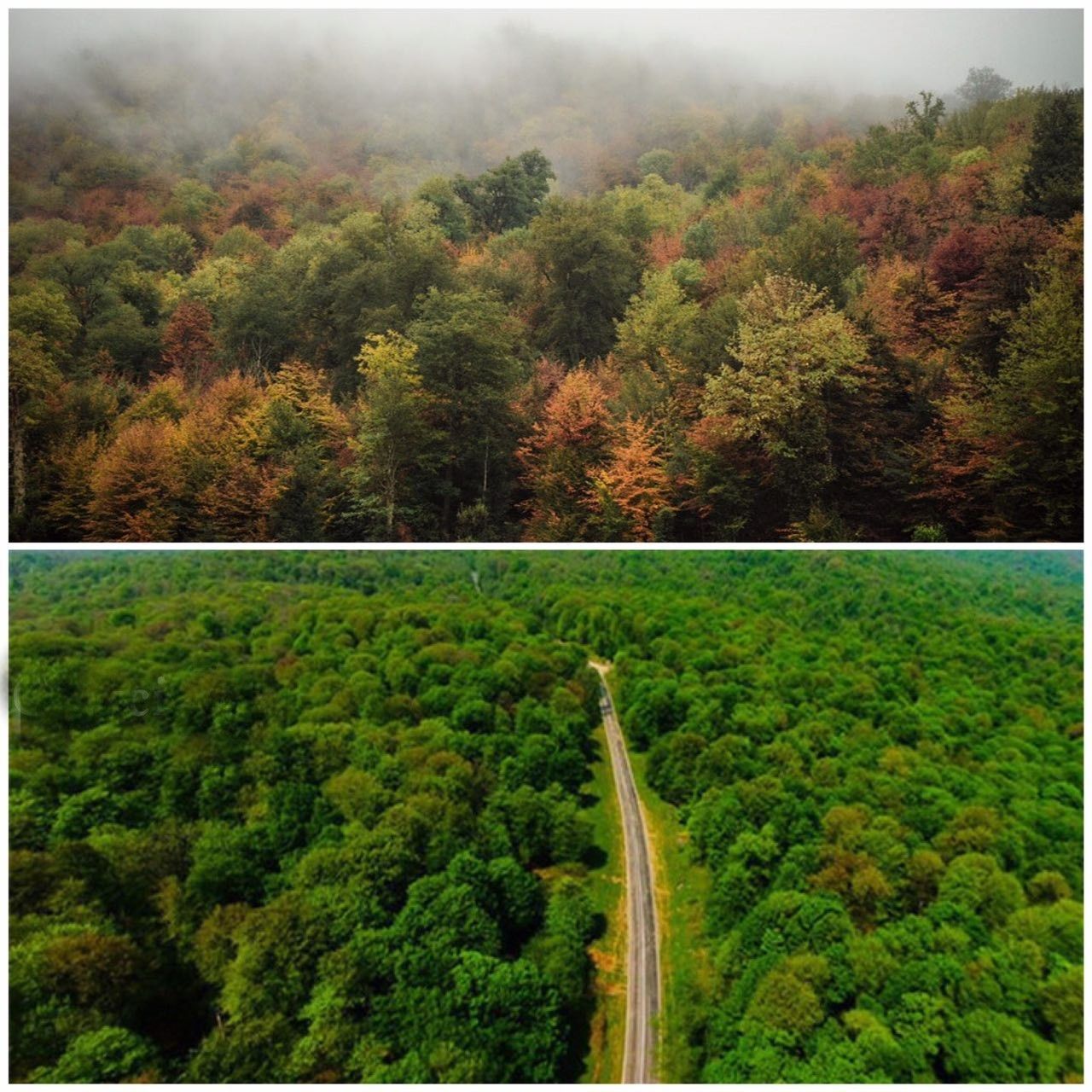 جنگلهای هیرکانی در ایران