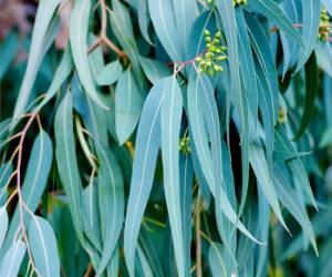 گیاهان دارویی - اکالیپتوس