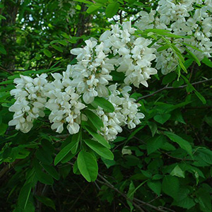 گیاهان دارویی - اقاقیا