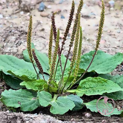 داروهای گیاهی - بارهنگ