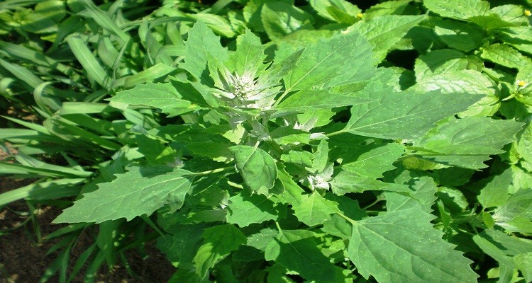گیاهان دارویی - سلمک