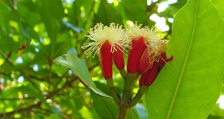 داروهای گیاهی - میخک