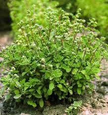 گیاهان دارویی - مرزنجوش