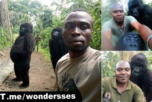 سلفی با گوریل