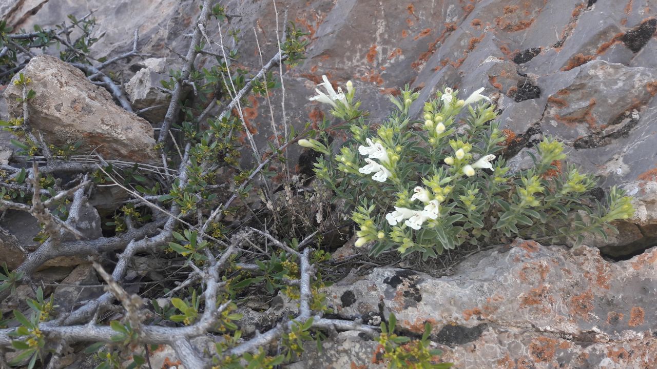 گیاه دارویی - زرین گیاه