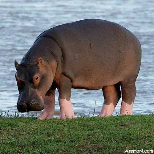 خطرناکترین موجود آفریقا