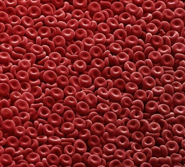 مقدار خون بدن