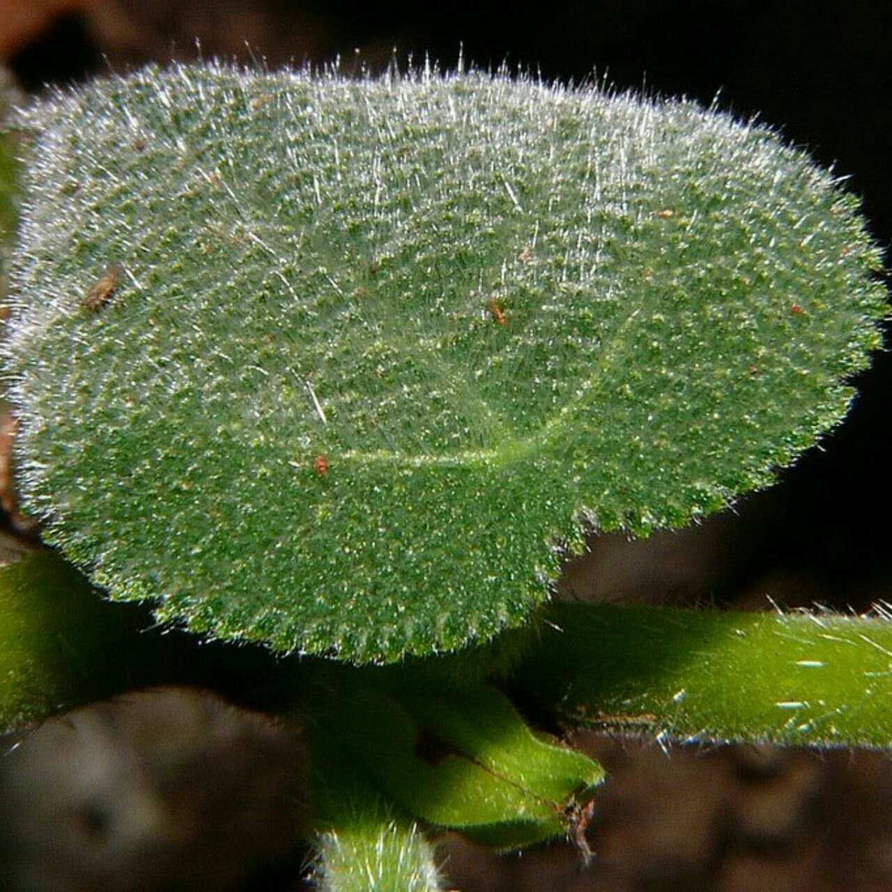 گیاه خودکشی