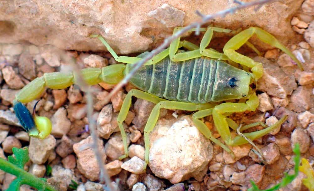 مرگبار ترین عقرب