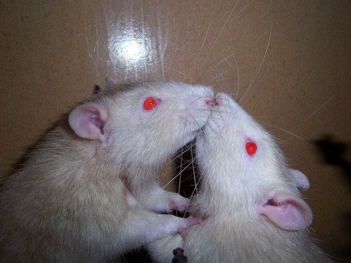 یکی از دلایل طاعون در قرون وسطی