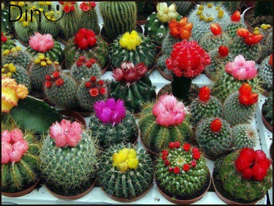 گیاهان کاکتوس را باید بیرون از خانه نگهداری کنیم