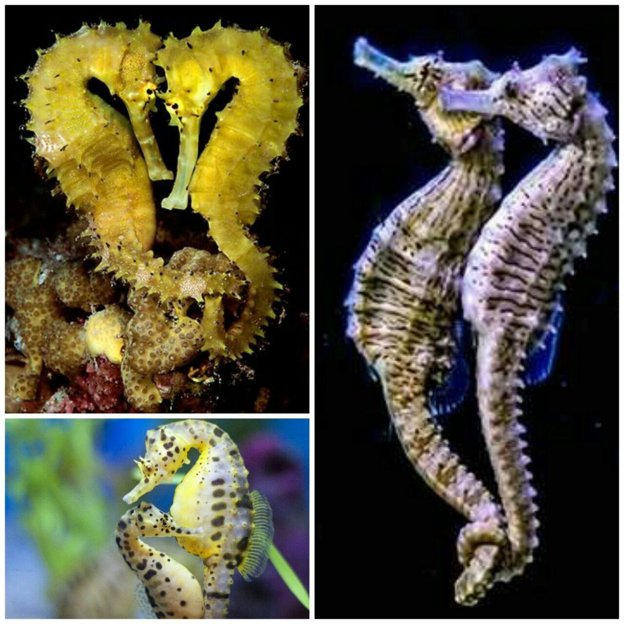 اسبهای دریایی درطول عمر فقط یک جفت دارند