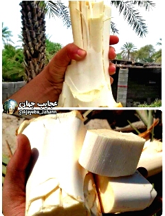 پنیر درخت نخل