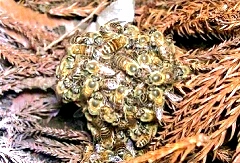 پدیده آغوش مرگ 