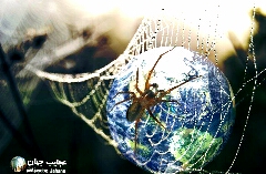 قدیمی ترین بانداژ تار عنکبوتی