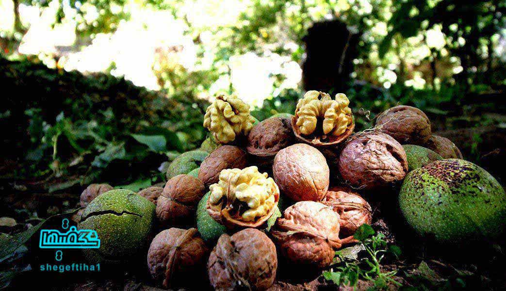 گردو سرشار از امگا سه