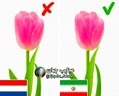 زادگاه گل لاله