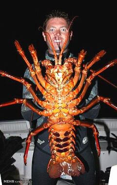 میگوی خرچنگی