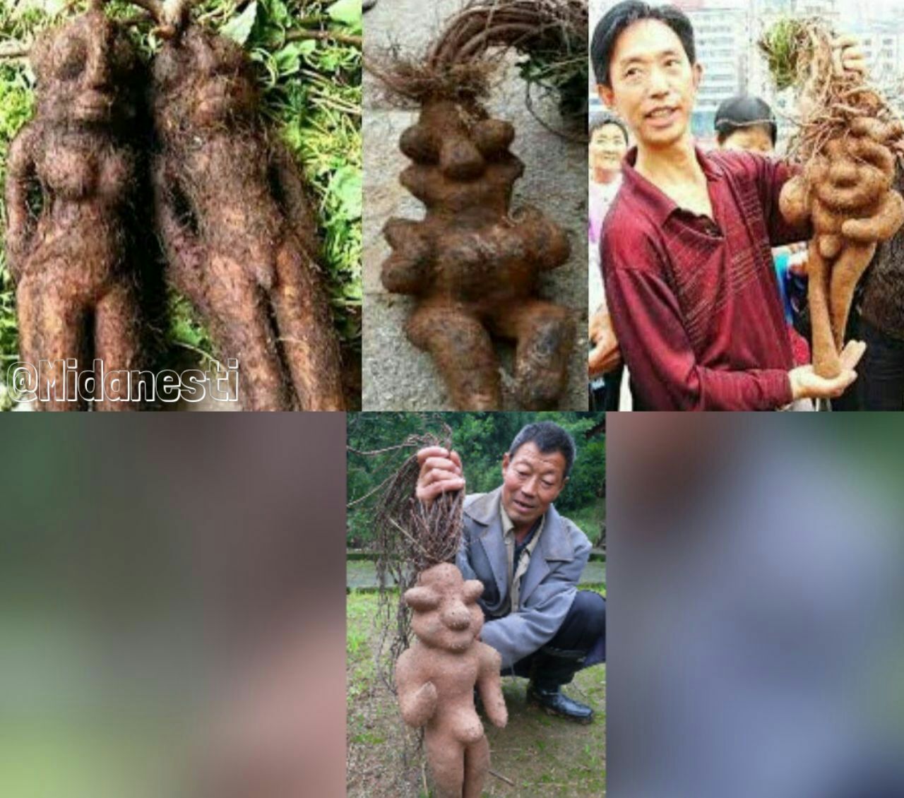 گیاه گل پشم