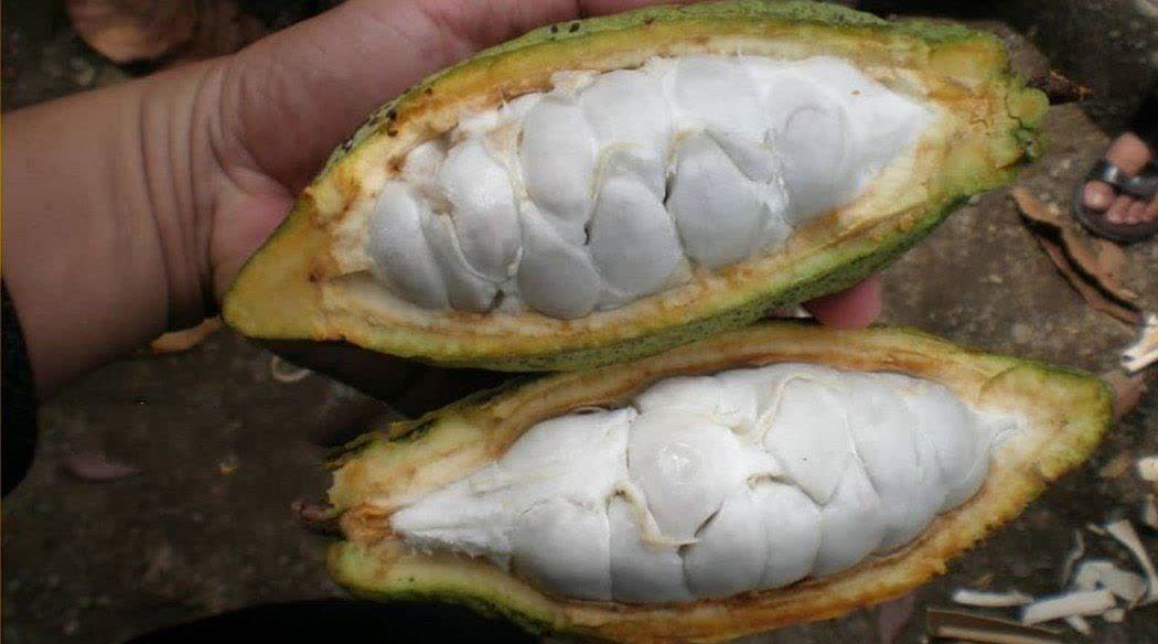 میدونستید کاکائو میوه اس؟