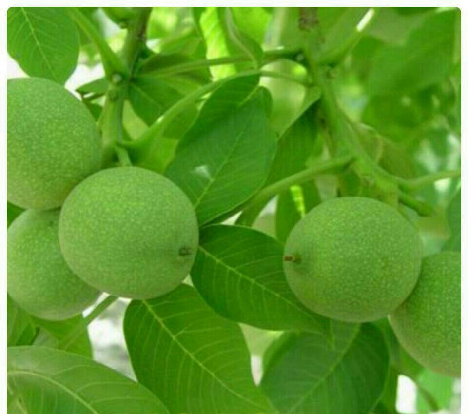 برگ درخت گردو