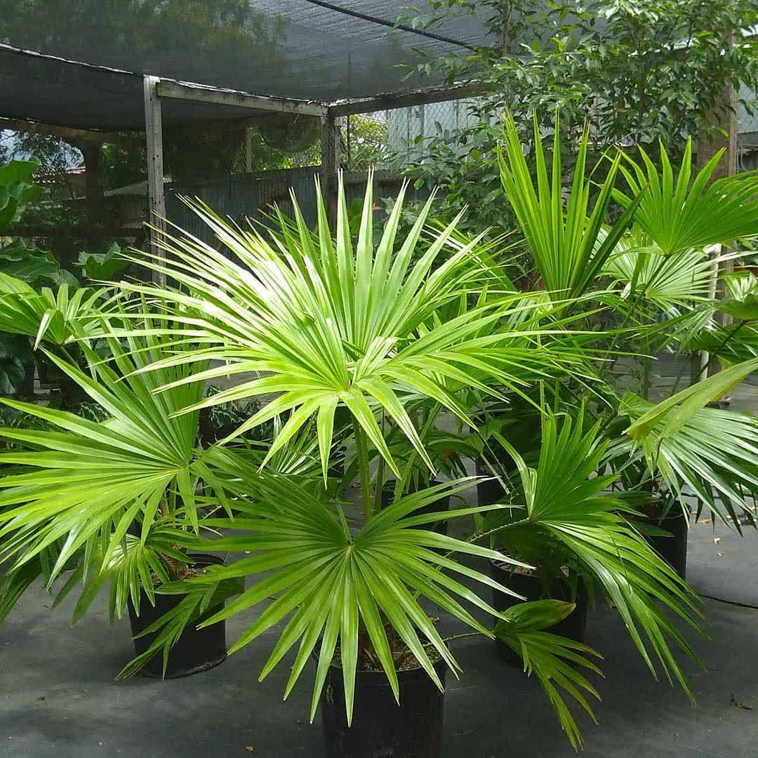 پالم فن چيني ( نخل باد بزن چيني )