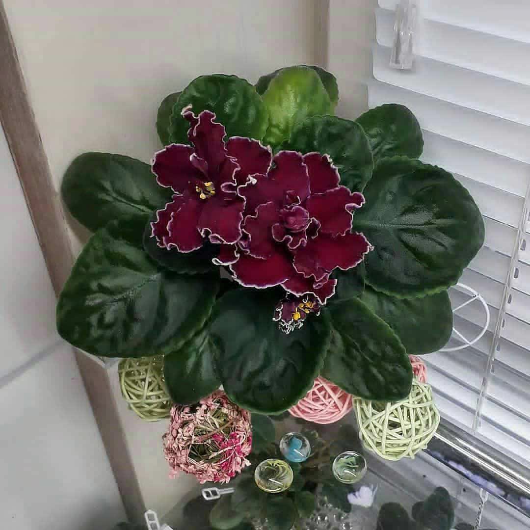 گل بنفشه آفریقایی