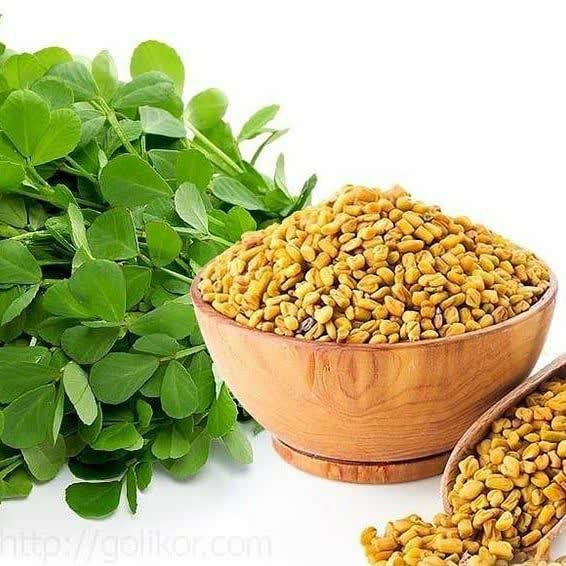 آموزش کاشت شنبلیله