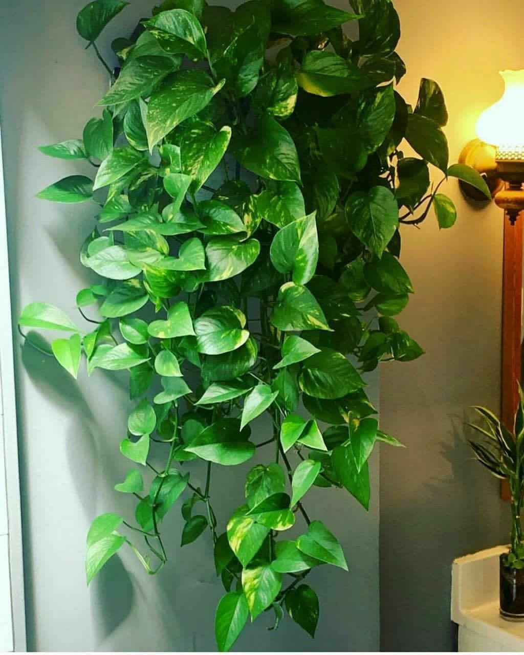 مشکلات خاص پیتوس