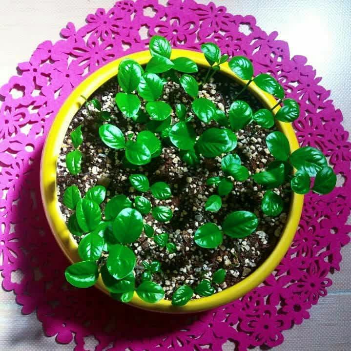 آموزش سبز کردن هسته نارنج