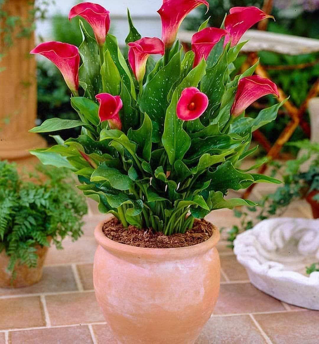 شرایط نگهداری گل شیپوری در آپارتمان