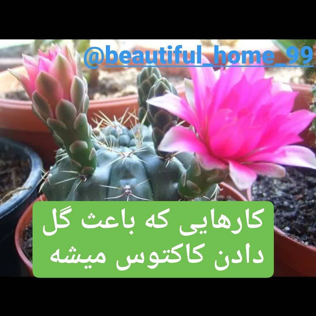 گلدهی کاکتوس