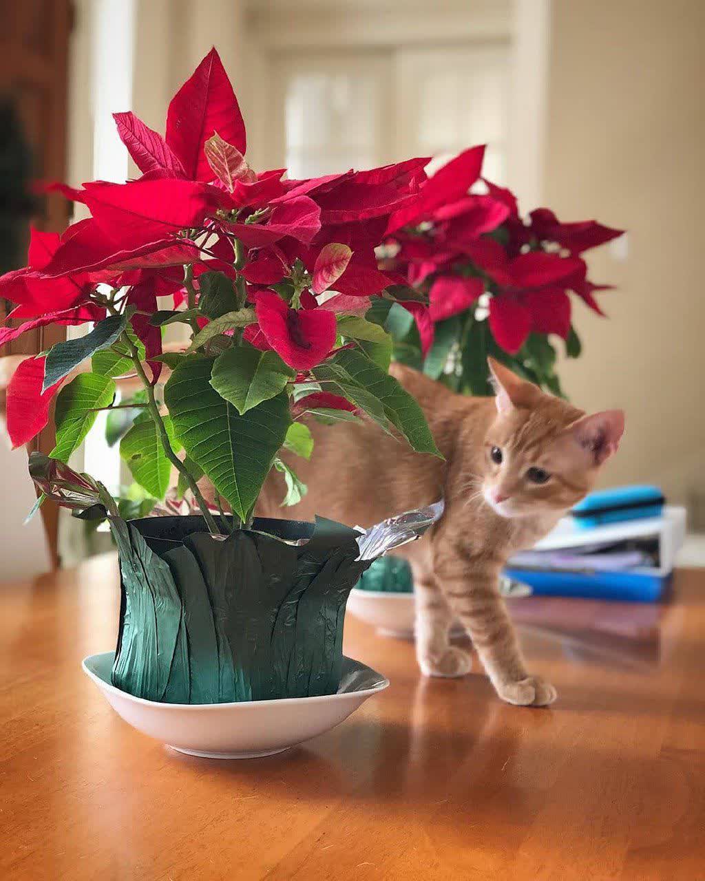 مشکلات بنت قنسول