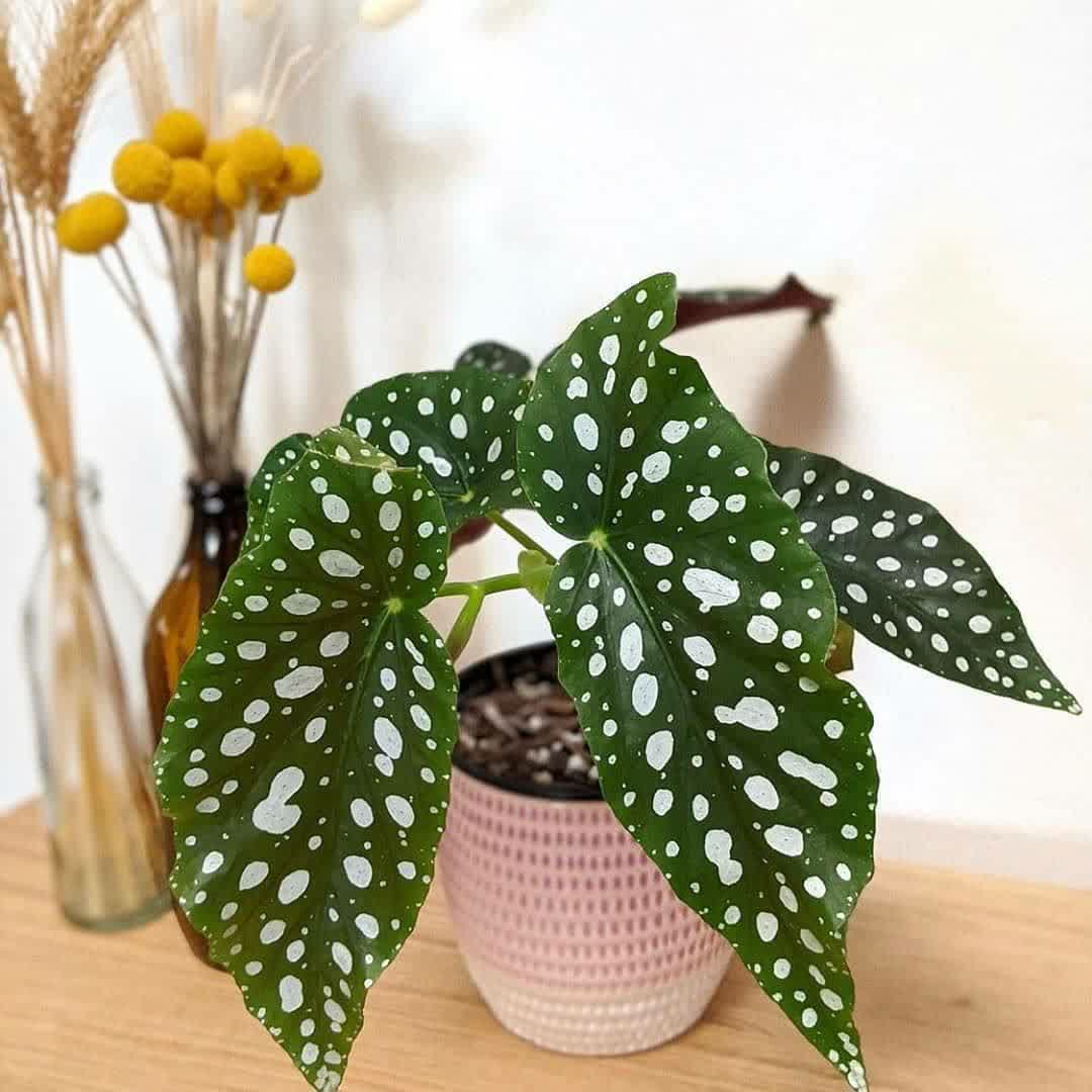 بگونیا خالدار